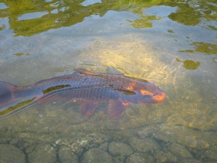 Tư vấn làm mồi câu cá phù hợp cho những loài cá anh em thường câu trên sông